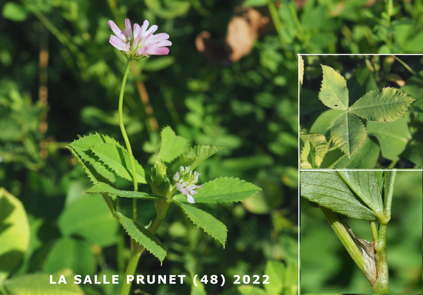 Clover, Persian leaf